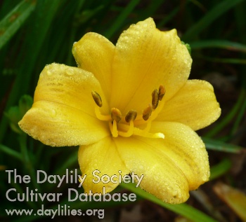 Daylily Penny Earned